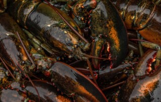 Lobster thrives in cool and cold water, so rising temperatures worry Maine’s fishing community. PHOTO: GRETA RYBUS FOR THE WALL STREET JOURNAL