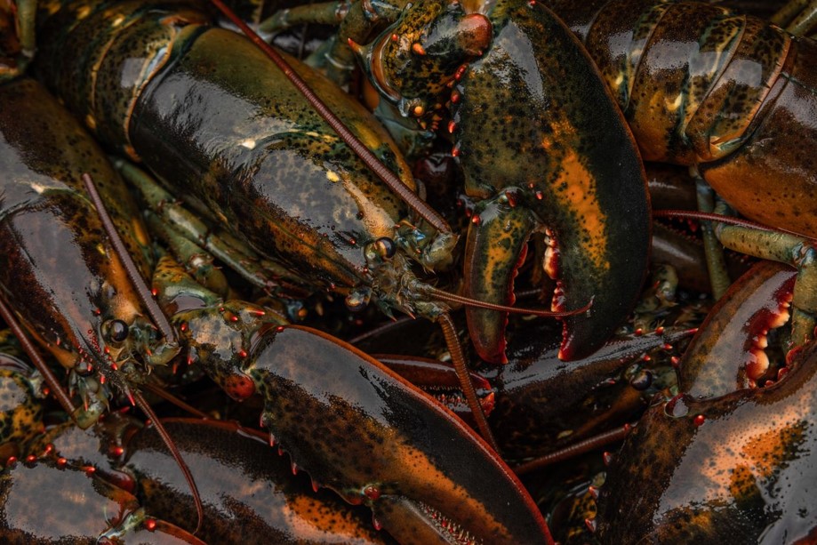 Lobster thrives in cool and cold water, so rising temperatures worry Maine’s fishing community. PHOTO: GRETA RYBUS FOR THE WALL STREET JOURNAL