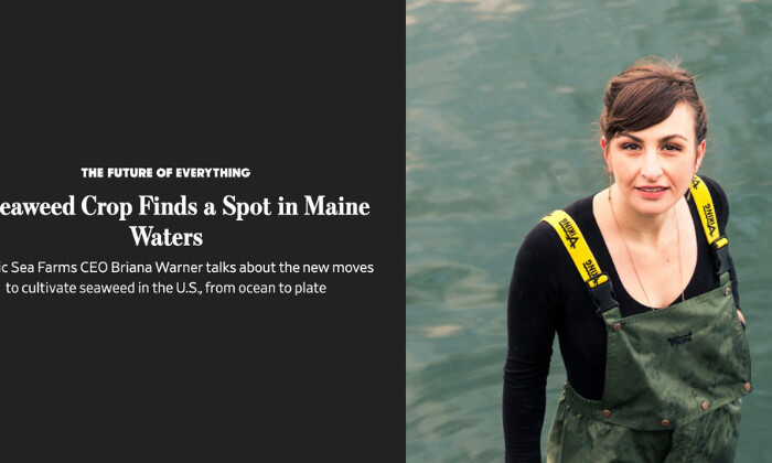 A Seaweed Crop Finds a Spot in Maine Waters